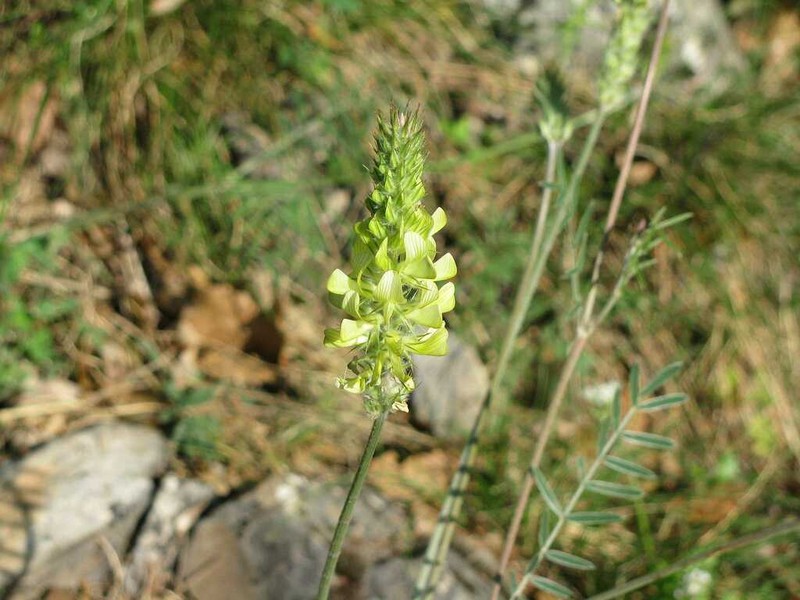 Onobrychis degenii photo 2