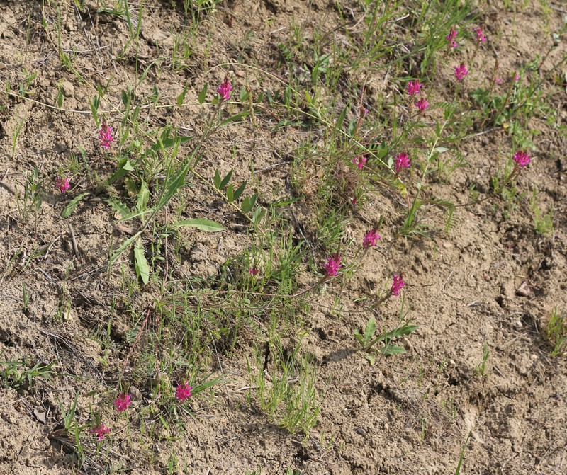 Onobrychis dielsii