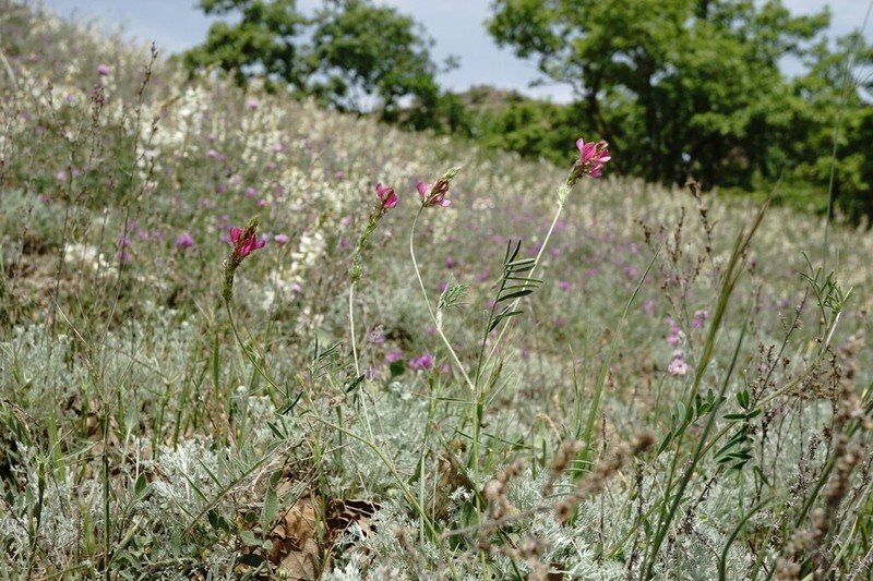 Onobrychis dielsii photo 2