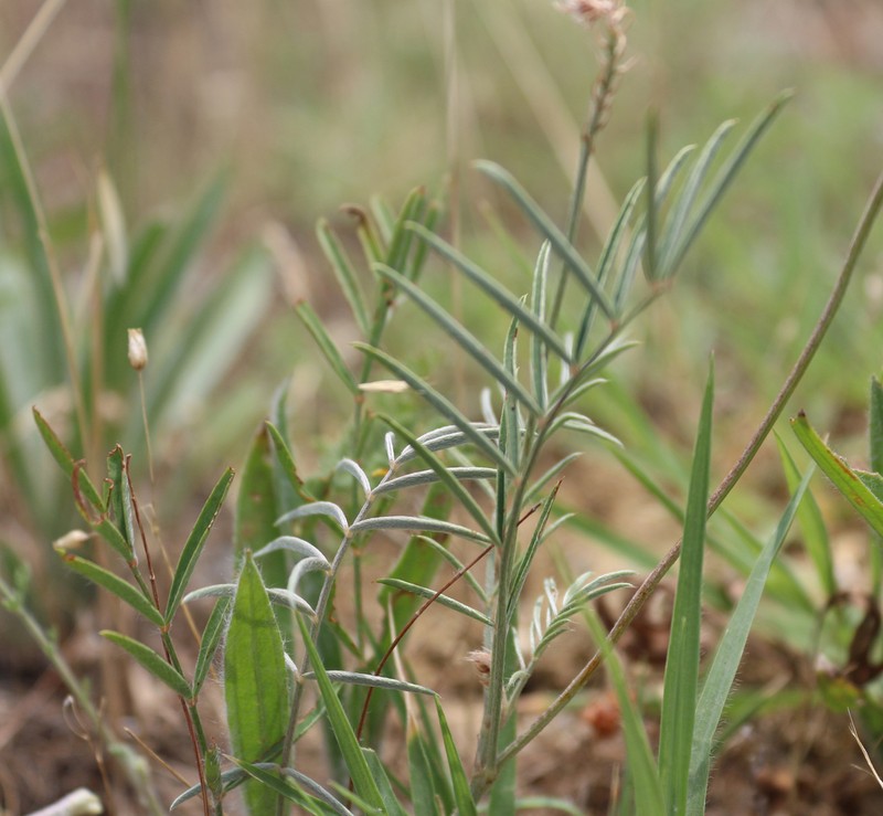Onobrychis dielsii photo 3