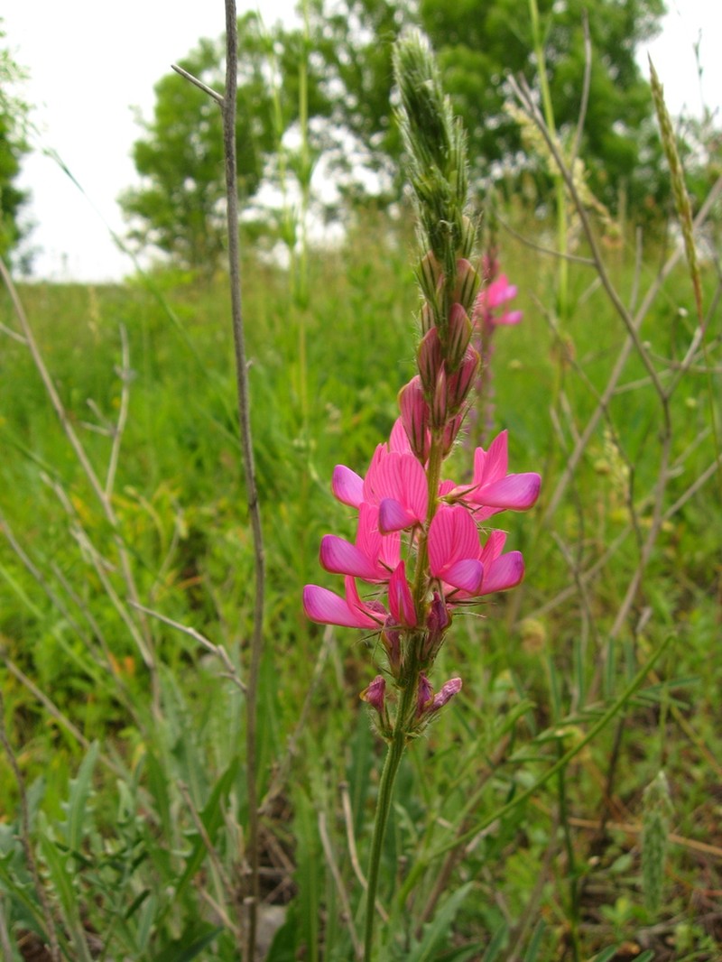 Onobrychis dielsii photo 4