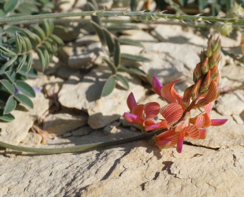 Onobrychis dielsii photo 5