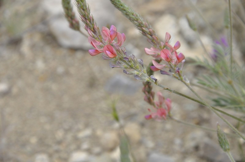 Onobrychis dielsii photo 6
