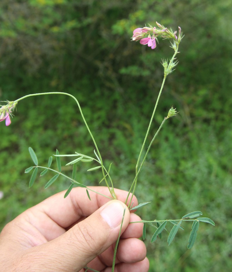 Onobrychis dielsii photo 7