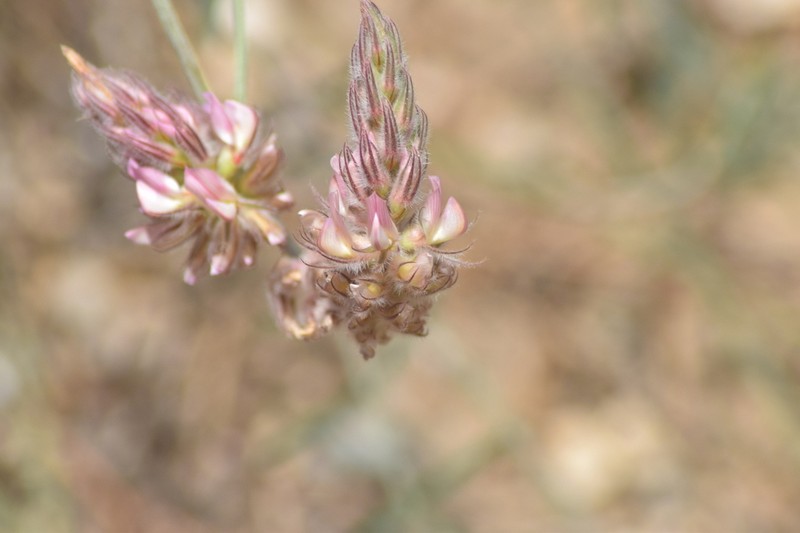 Onobrychis ebenoides