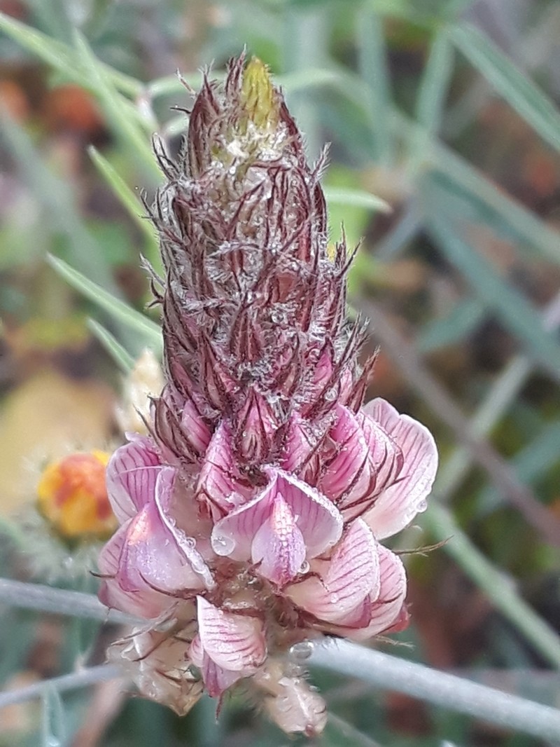 Onobrychis ebenoides photo 2