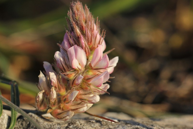 Onobrychis ebenoides photo 3