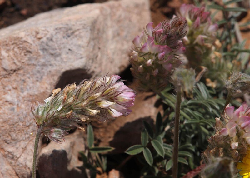 Onobrychis ebenoides photo 4