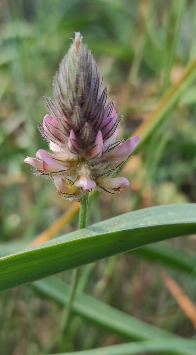 Onobrychis ebenoides photo 5