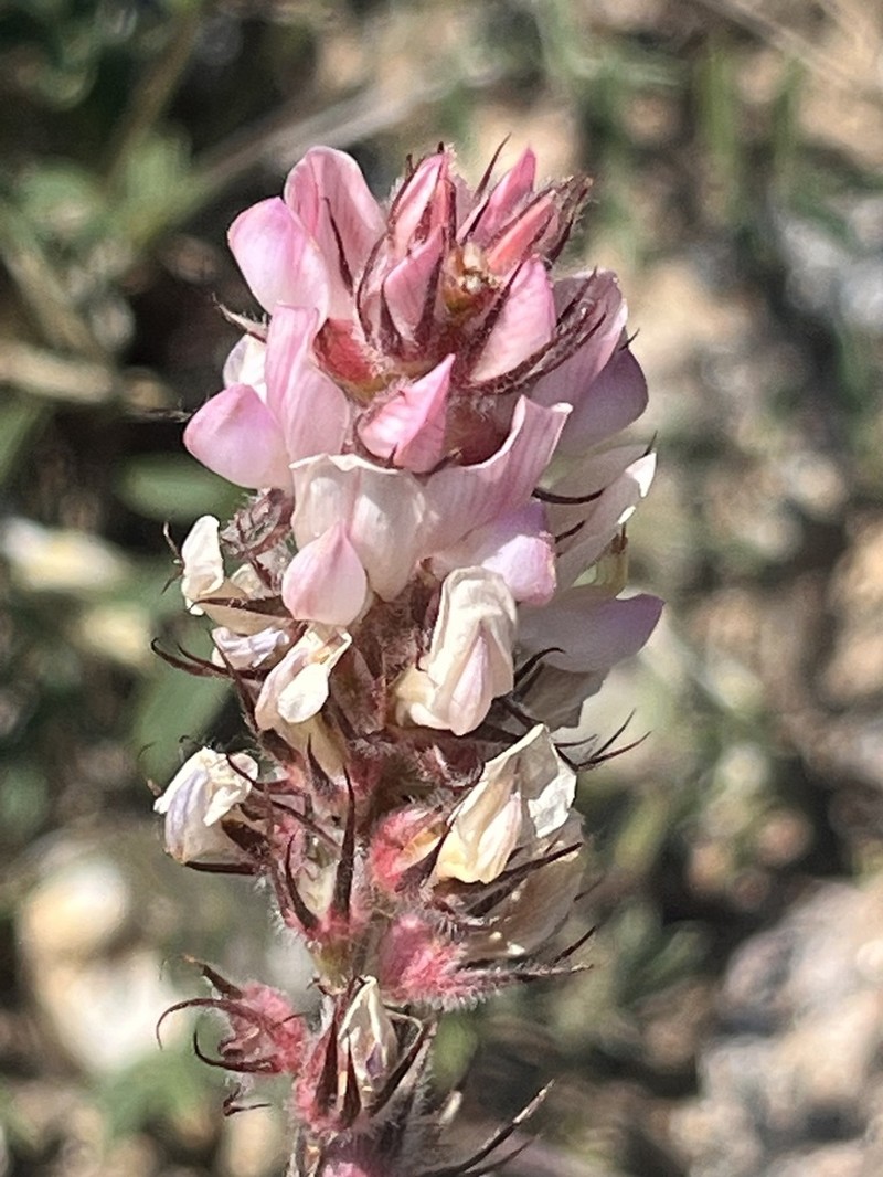 Onobrychis ebenoides photo 6