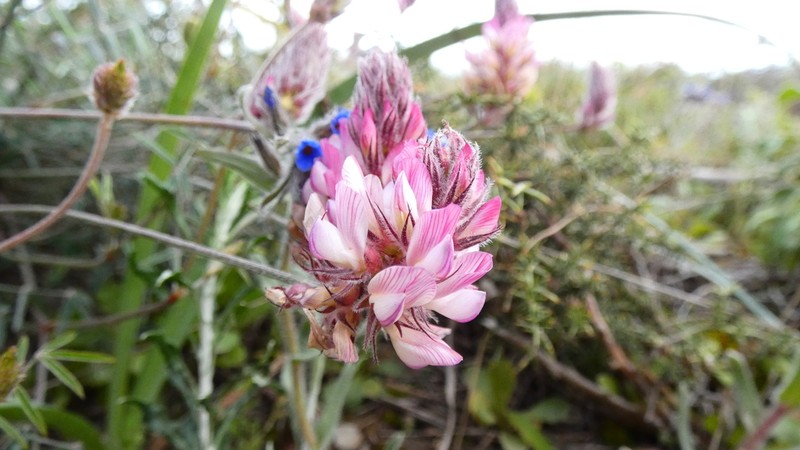Onobrychis ebenoides photo 7