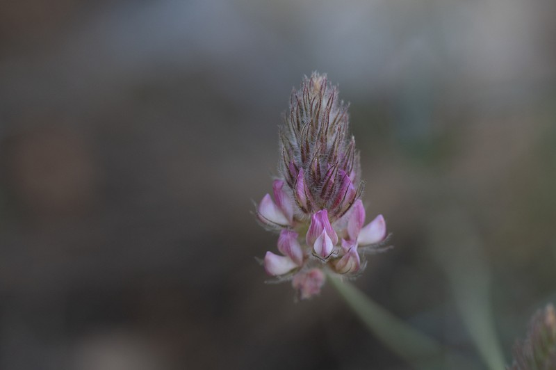 Onobrychis ebenoides photo 8