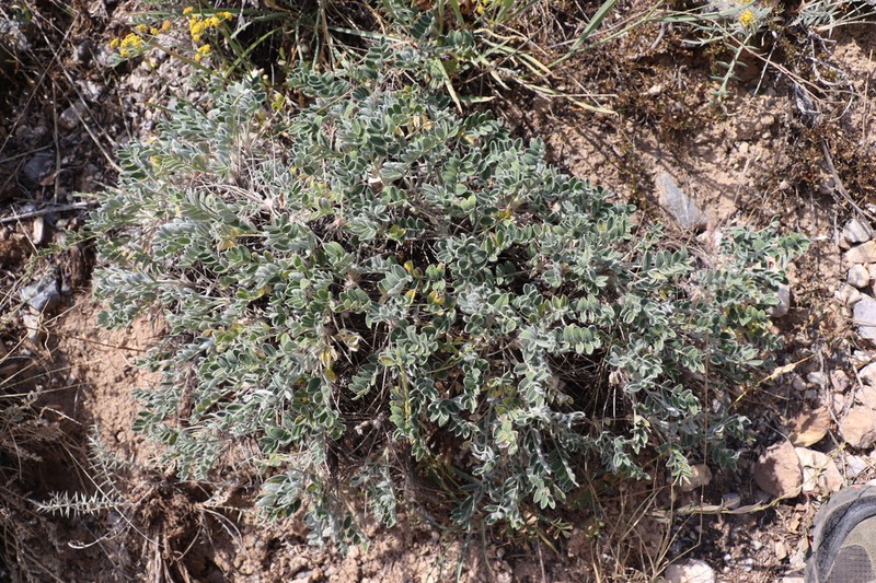 Onobrychis echidna photo 7