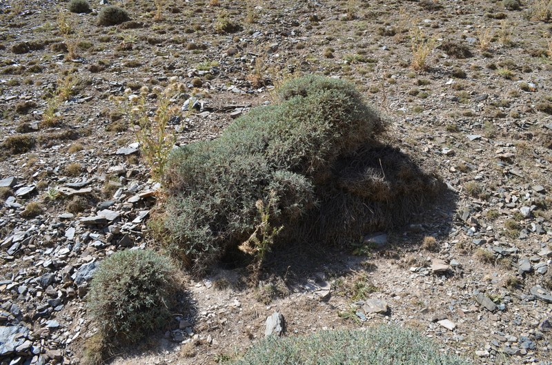 Onobrychis echidna photo 8