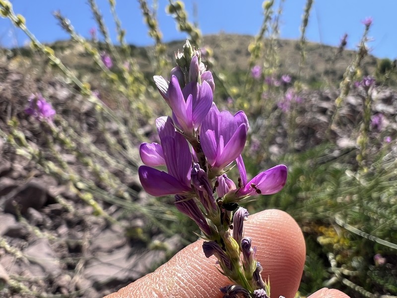 Onobrychis elata