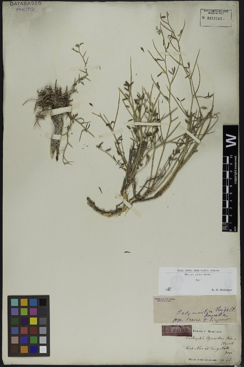 Onobrychis elymaitica