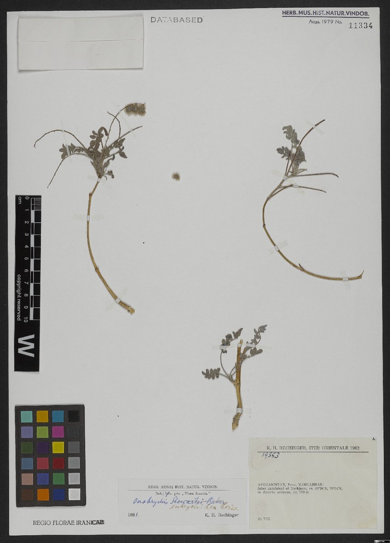 Onobrychis eubrychidea