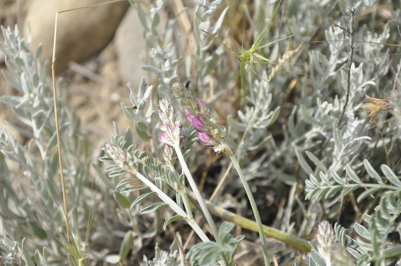 Onobrychis jailae