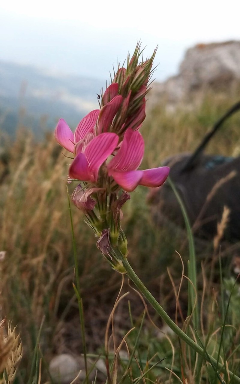 Onobrychis jailae photo 2