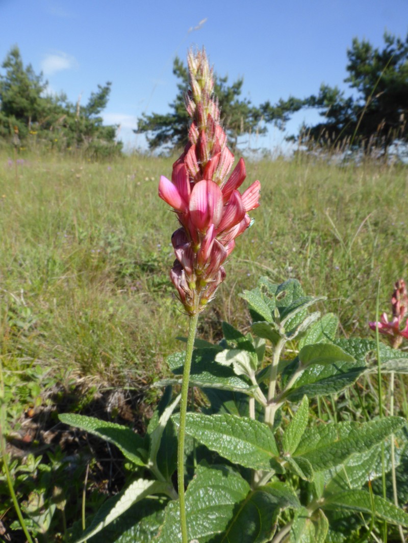Onobrychis jailae photo 3
