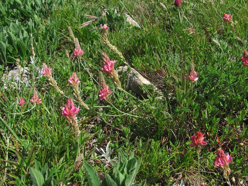 Onobrychis jailae photo 5