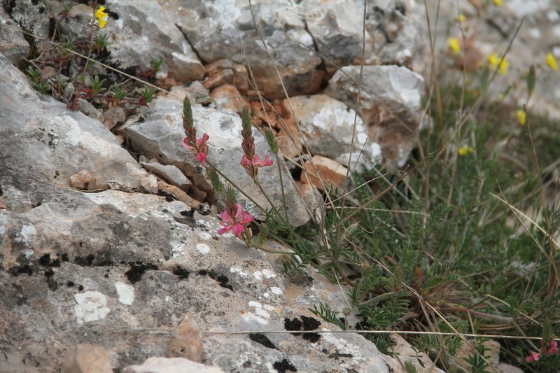 Onobrychis jailae photo 6