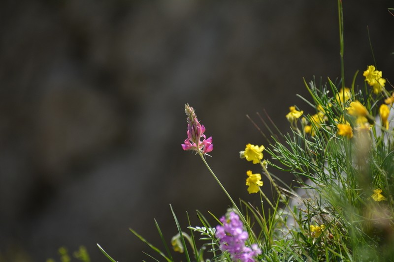 Onobrychis jailae photo 8