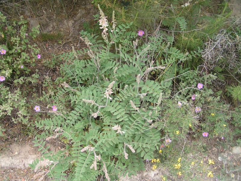 Onobrychis kabylica