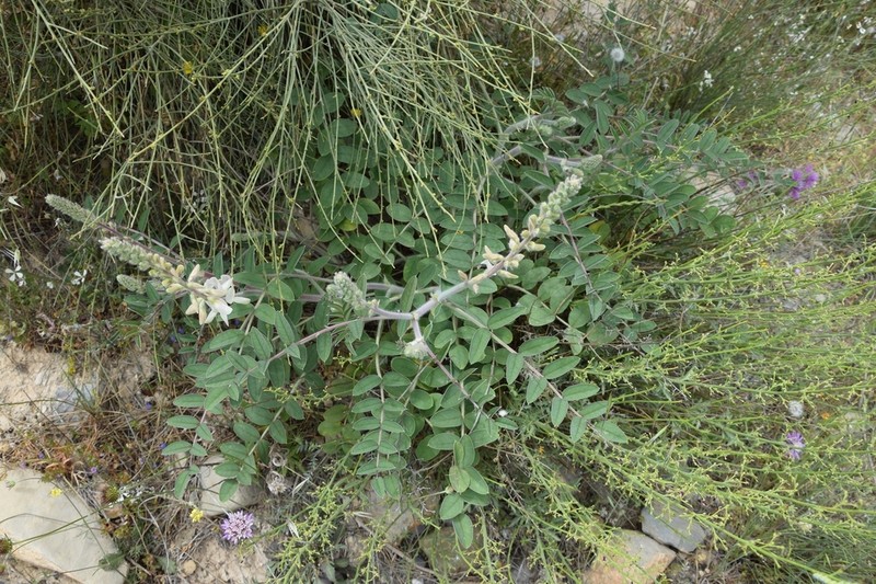 Onobrychis kabylica photo 2