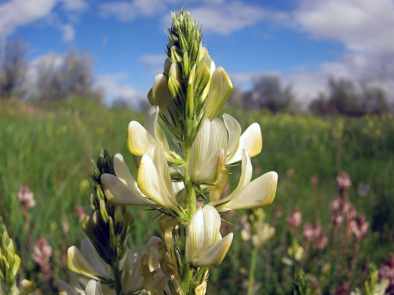 Onobrychis saatilis