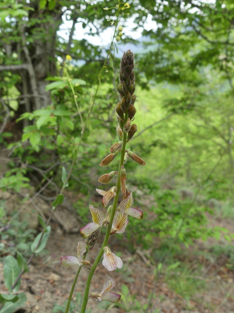 Onobrychis sintenisii