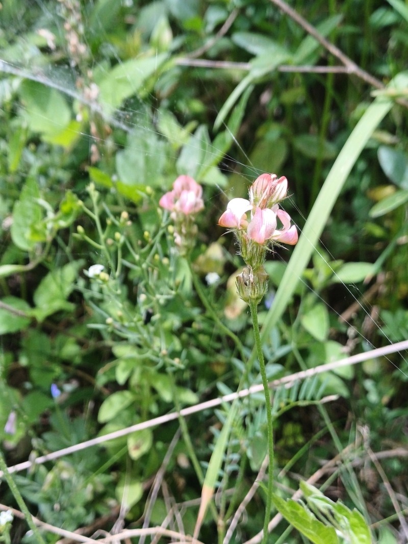 Onobrychis supina