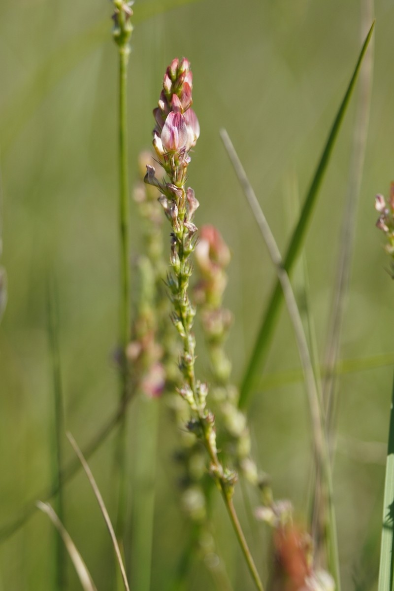 Onobrychis supina photo 2