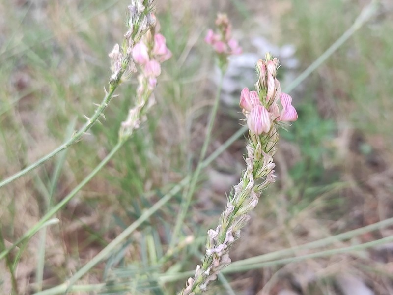 Onobrychis supina photo 3