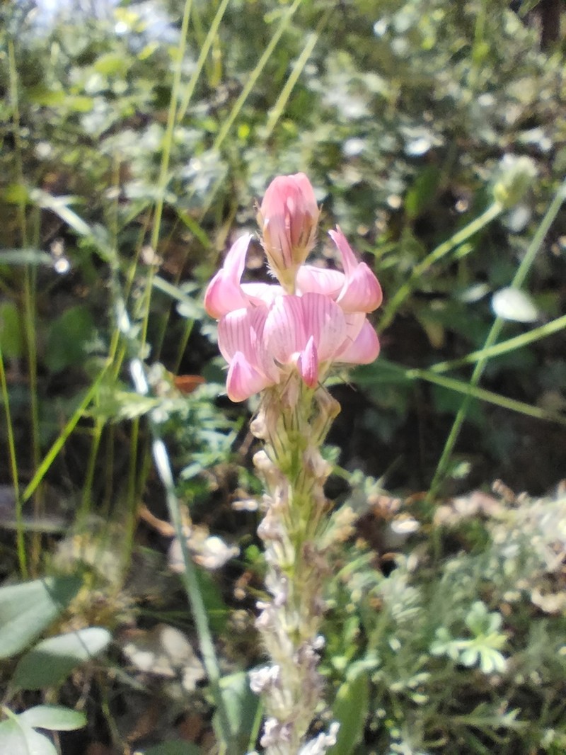 Onobrychis supina photo 4