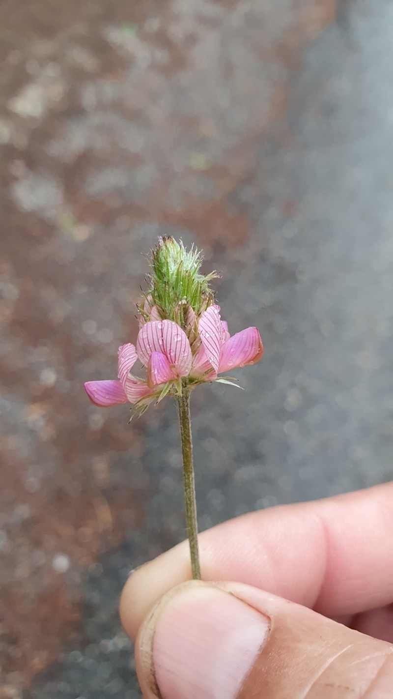 Onobrychis supina photo 5