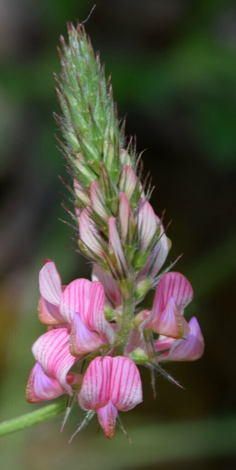 Onobrychis supina photo 6
