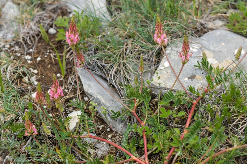 Onobrychis supina photo 7