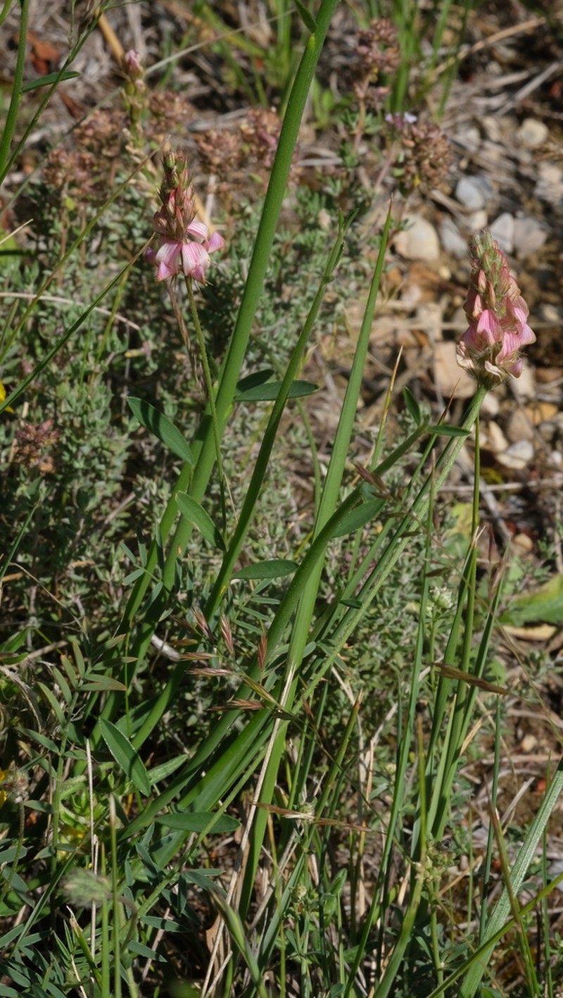 Onobrychis supina photo 8