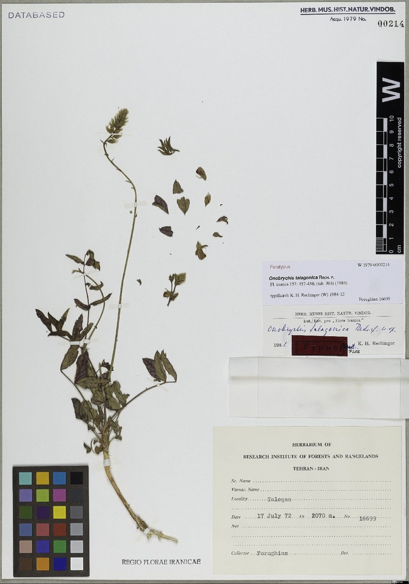 Onobrychis talagonica