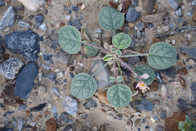 Onobrychis tavernierifolia