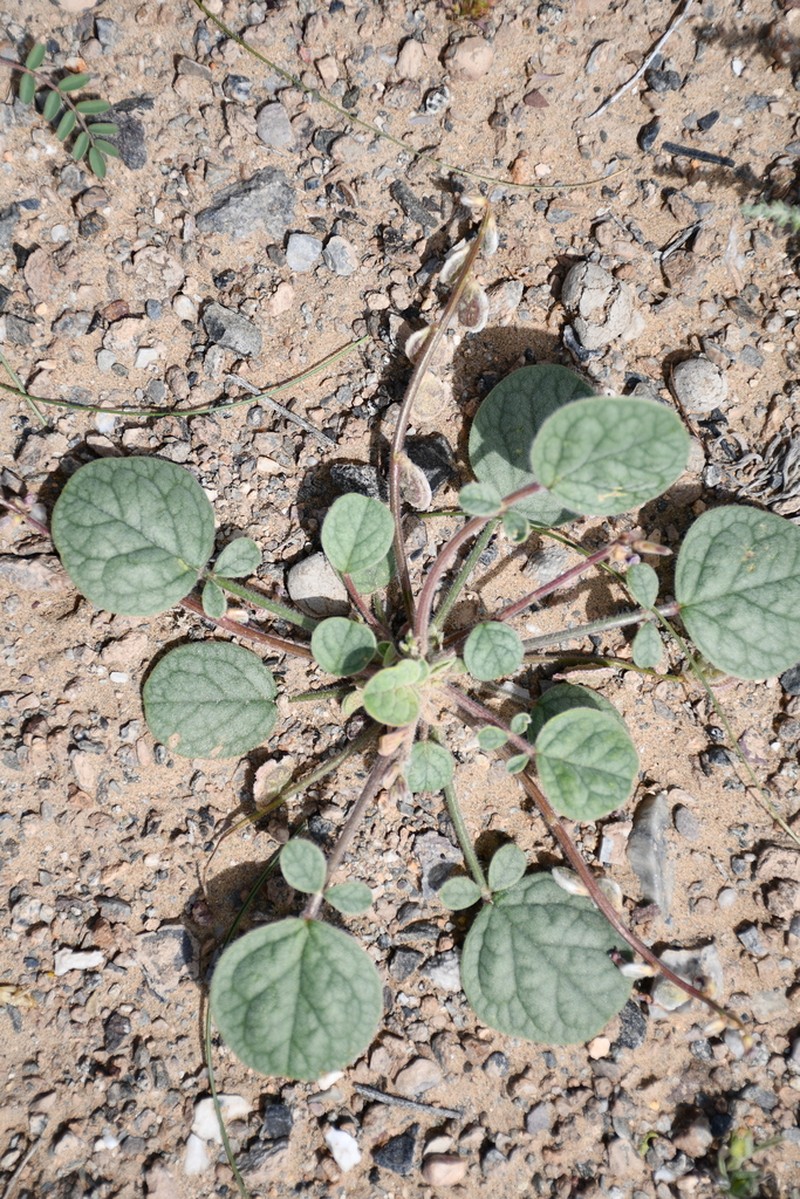 Onobrychis tavernierifolia photo 2