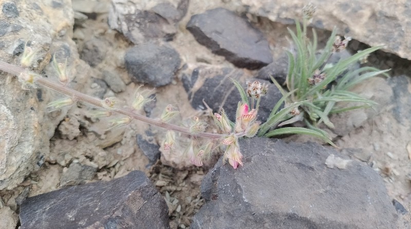 Onobrychis tavernierifolia photo 3
