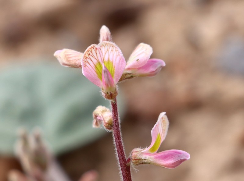 Onobrychis tavernierifolia photo 4
