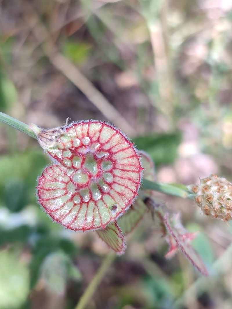 Onobrychis tournefortii