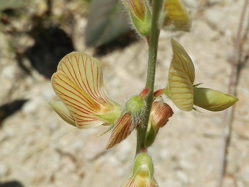 Onobrychis tournefortii photo 6
