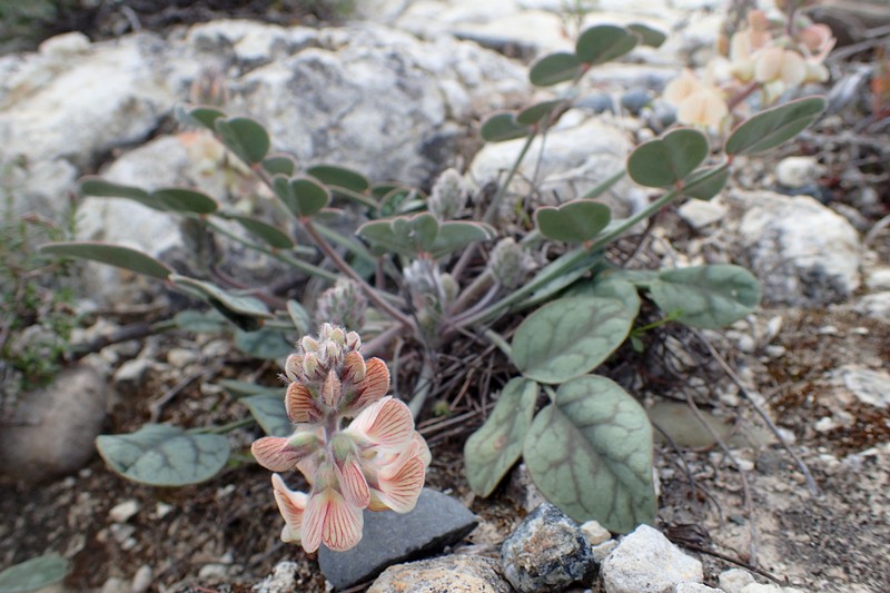 Onobrychis venosa