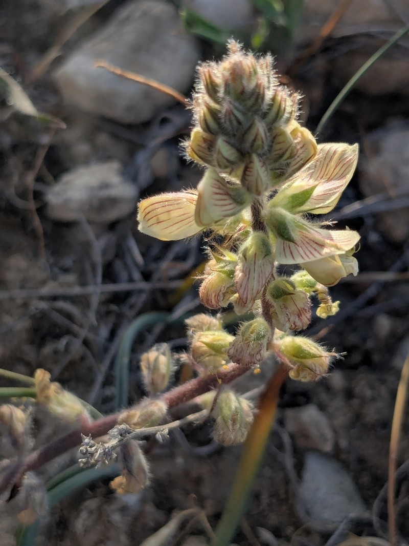 Onobrychis venosa photo 2