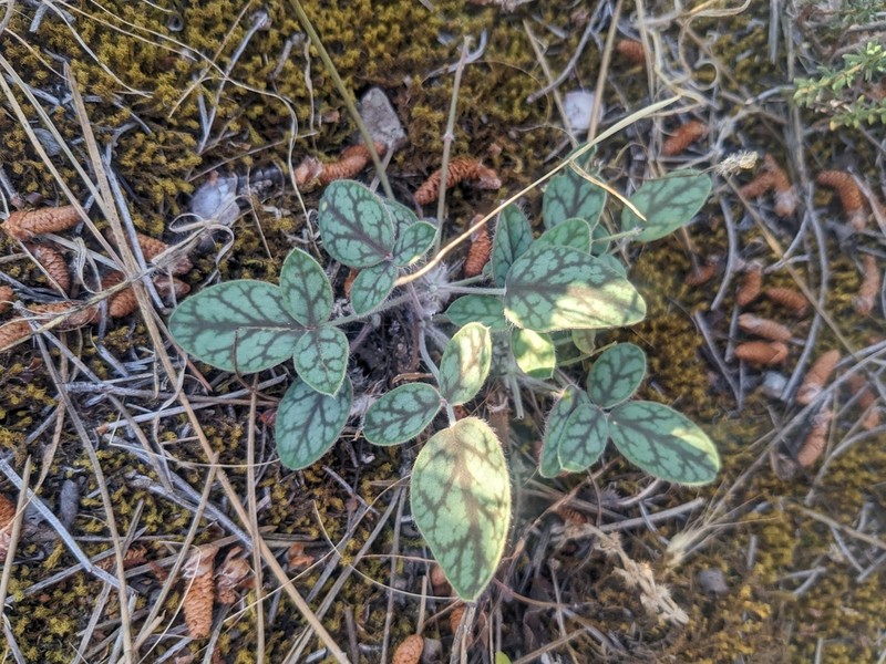 Onobrychis venosa photo 3