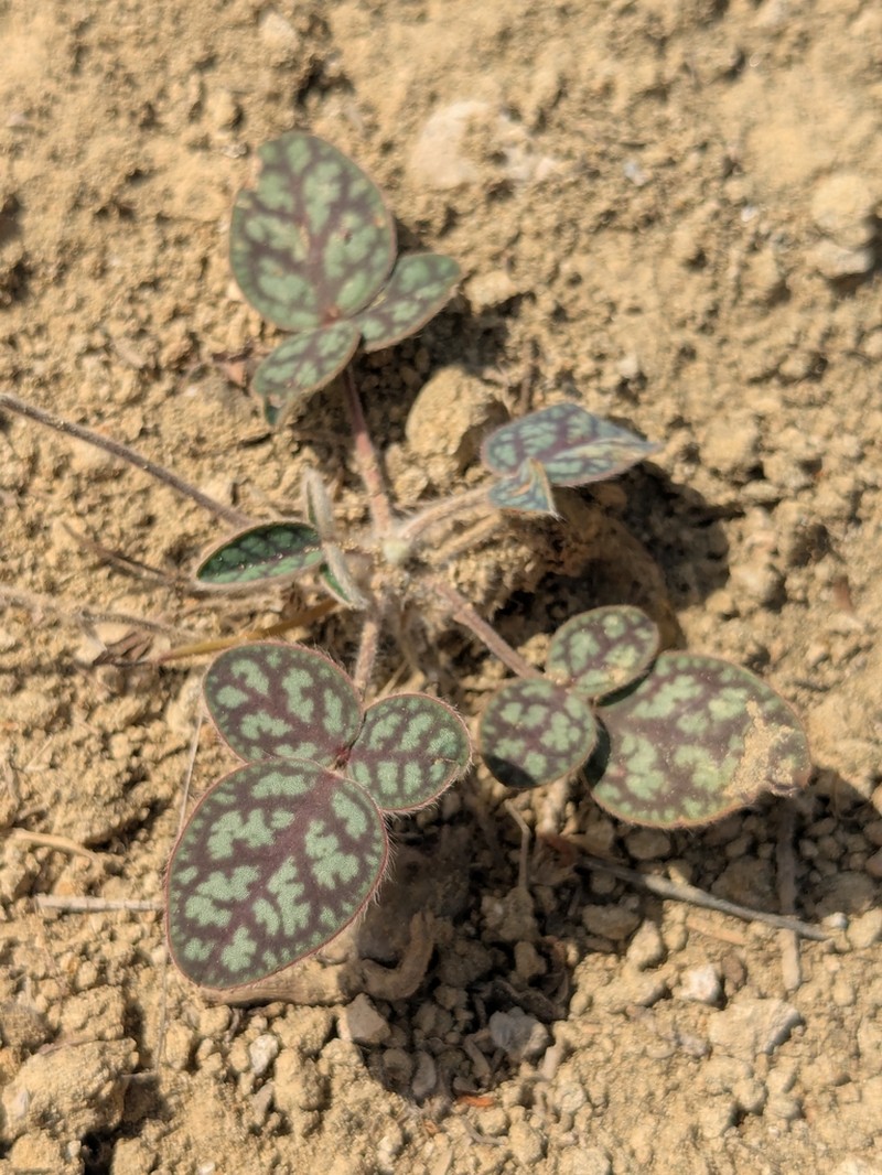 Onobrychis venosa photo 4